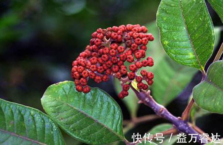 调理|虚寒胃痛、腹痛、胁痛、疝痛、口舌生疮,就要用这红豆豆调理