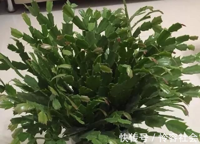 盆里扔2样东西,养花10年不烂根,叶子油光瓦亮,花苞挂满枝头