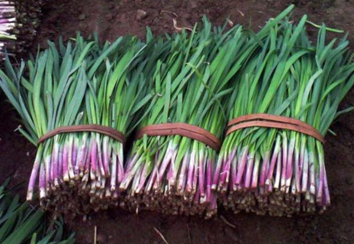 禁忌|一畦春韭绿，鲜味口中留，韭菜是天然“长寿药”，但有2个禁忌