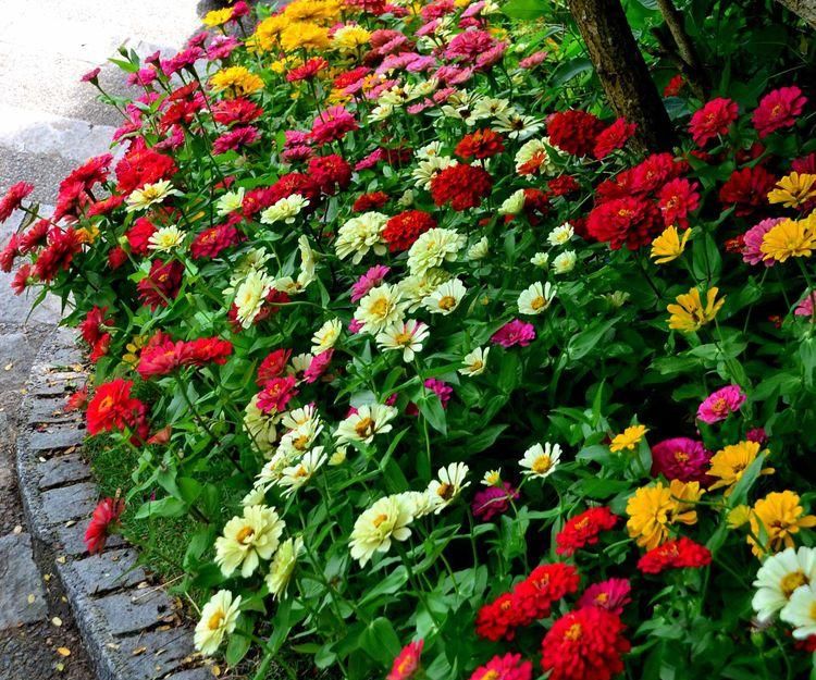 漂亮|6种漂亮花，35度高温不休眠，越热花越多，夏天养花首选