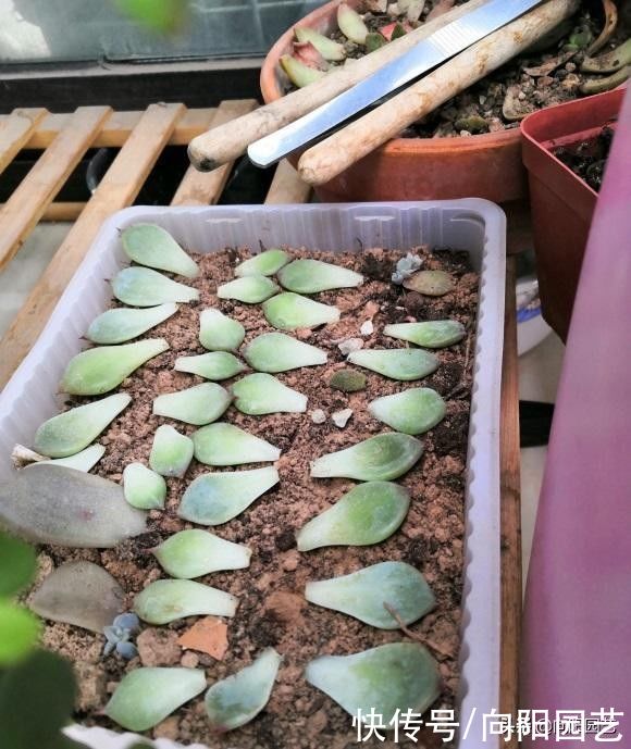 毛细根|都说多肉叶插难，实际上最简单，叶子丢到土里，两周长出新叶子