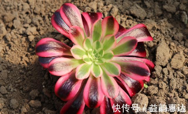 多肉植物|养多肉浇水不麻烦,合理掌握“四不浇”,想让它烂根都很难