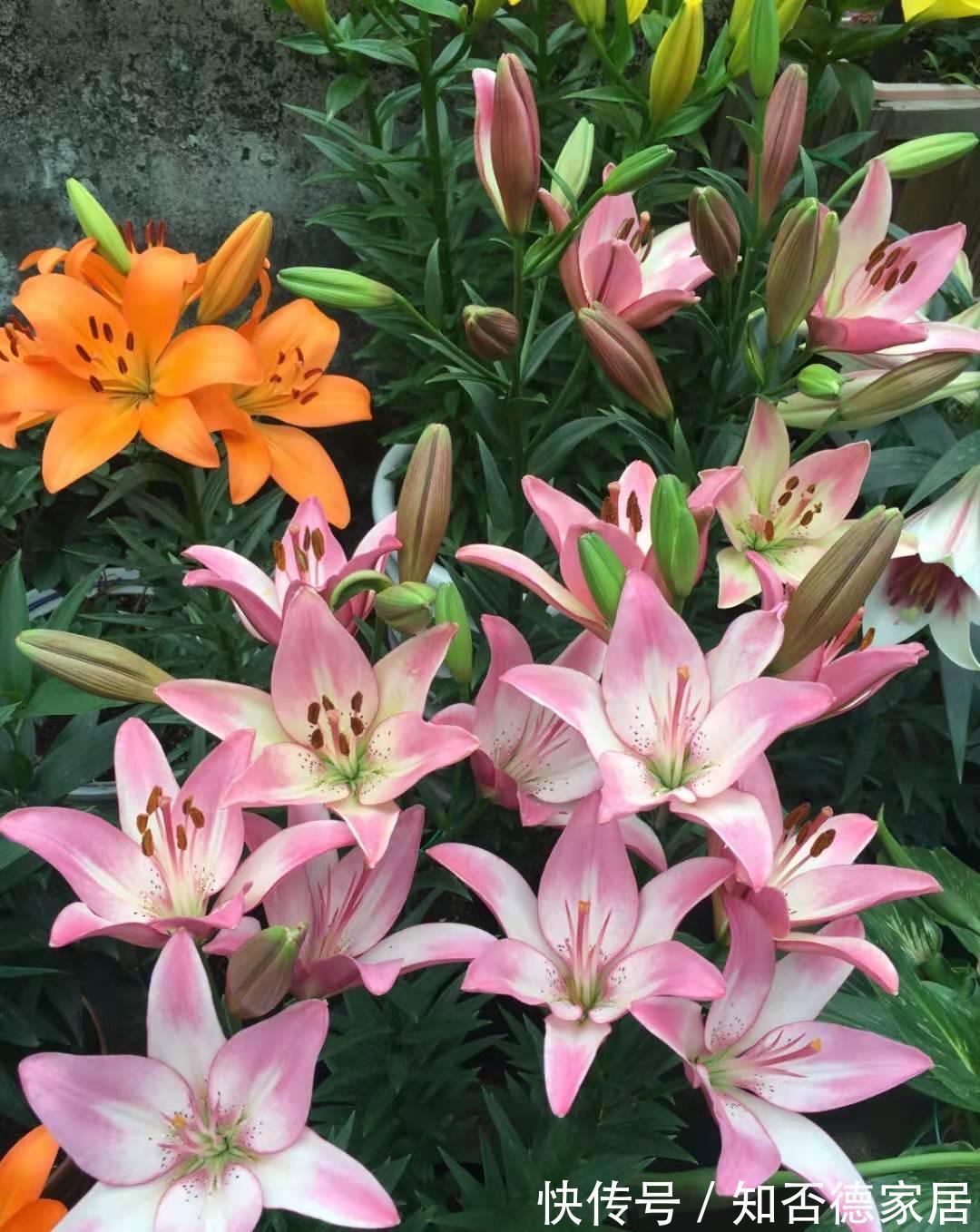 秋天|4种“香水花”,都是小球球,秋天种下,俩月就开花,满屋香水味