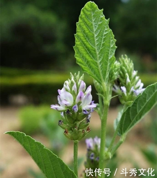 牛皮|农村生长的一年生草本,植株不大,有毒,却有治疗牛皮鲜的功效
