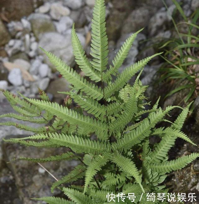 长在井边的“杂草”,以往看到就“踩”,如今较为“珍贵”,少见