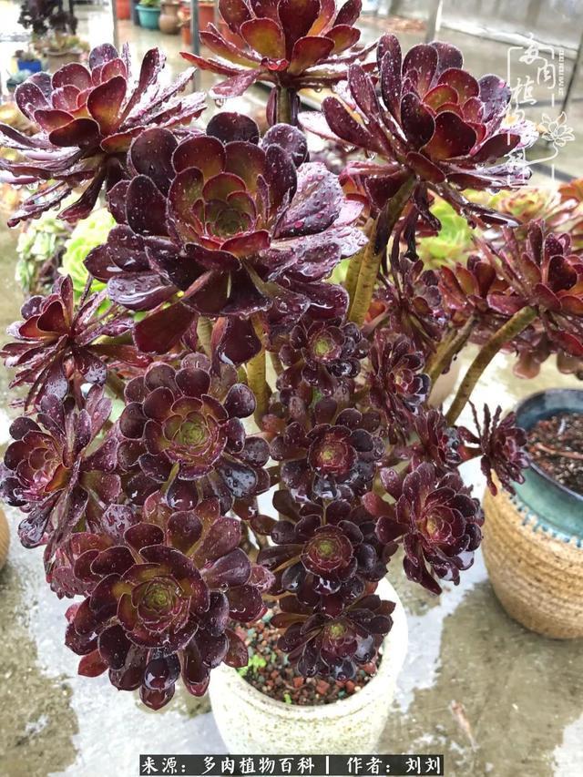 爱多肉，爱生活，我们是一群快乐的养肉人！