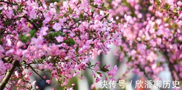 海棠$唐诗海棠6首:海棠花里鹧鸪啼,半开时节最妖娆