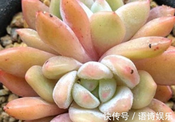 自制肥|给多肉喂上这种“小零食”,新芽呼呼长,叶片肥厚,长得水灵灵的
