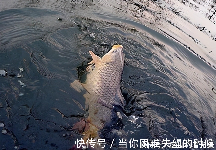 垂钓|高手教你如何钓浮,另外赠送钓浮技巧!——盛世三渔