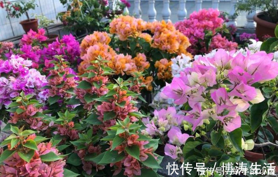 漂亮|此款花卉,花艳易爆盆,越热开花越旺,开成漂亮小花园!