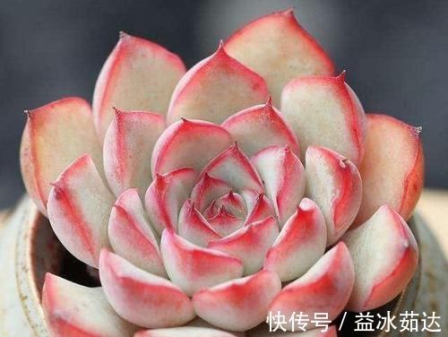 浇水|多肉养成干肉？做好3要素，立马美回来，胖嘟嘟，状态美