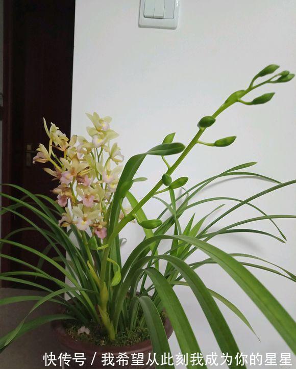 春兰|兰花的四个“大误区”,看似有道理,实则很陷阱,别被人忽悠了