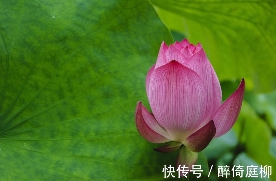 云开见月明|11月22日开始,4属相桃花朵朵开,招财添贵喜事多,收获满满