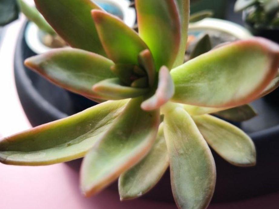 新人居家盆栽多肉,叶子总干巴巴、没精神,该怎么办?