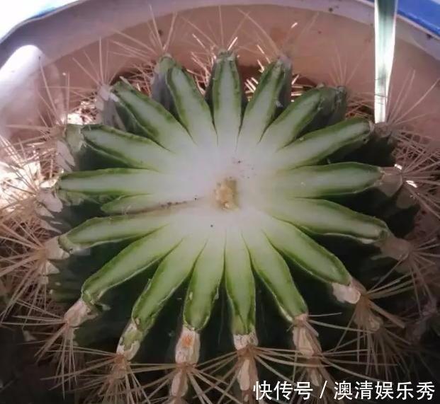 修剪|秋季养3种植物，多“切几刀”才能长新芽，养半年就爆盆