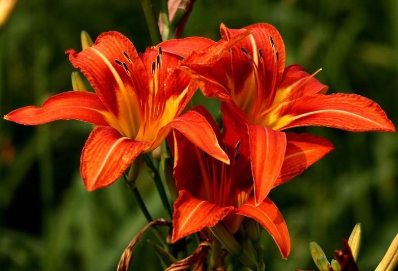 此花号称“中国的母亲花”,沾土活,见光旺,好养易活、花期长