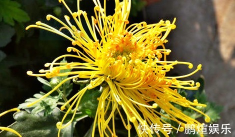 金凤|喜欢菊花,就养盆“菊中珍品”盘龙凤环,似金凤飞舞,千姿百态