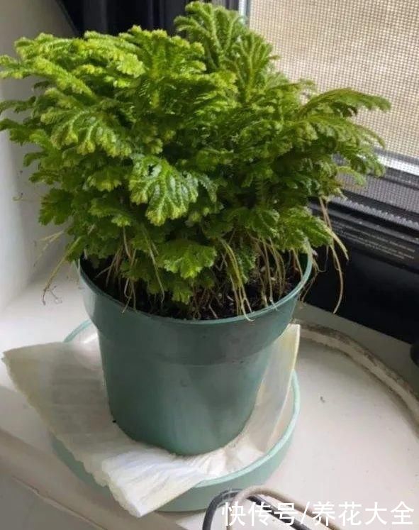 山上遇到“还魂”草，千万不要挖，养不活还破坏环境