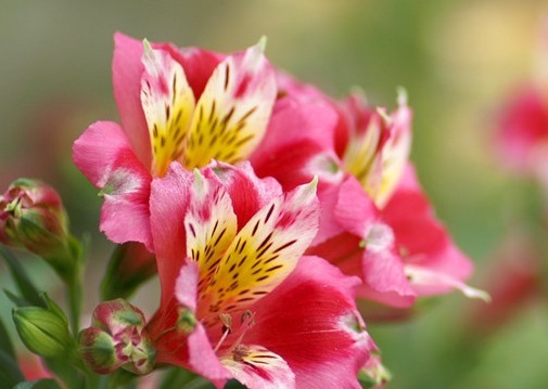 1种香水花,花开似“蝴蝶”,耐寒耐旱、好养活,新手也能养爆盆