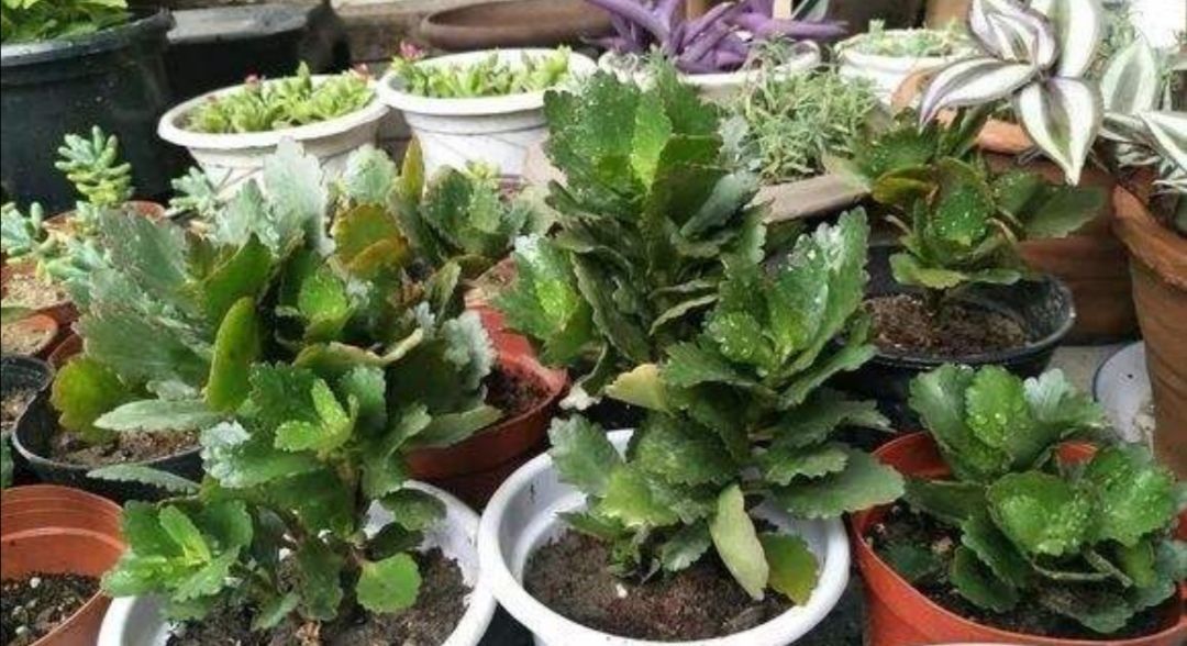 夏天3种花要休眠,要给它控水停肥,不然容易发生腐烂