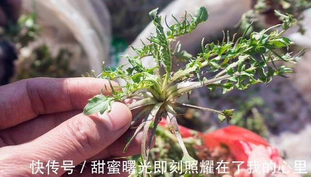 荠菜|这菜只有这个季节有,营养价值丰富,多弄一点囤起来,吃不够!