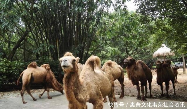 玉麒麟$封神演义10只神奇的坐骑,第6名如雷贯耳,第1名速度无敌