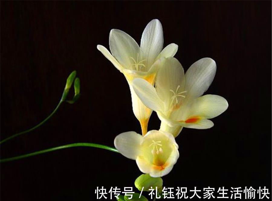 韭菜|兰花中的“香水之王”,比韭菜长得快,优雅清新,香气迷人