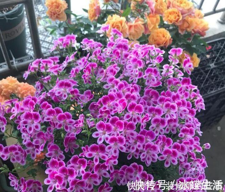 丽格海棠|4种花现在养刚刚好,夏天开花很漂亮,给点水就疯长,太好养