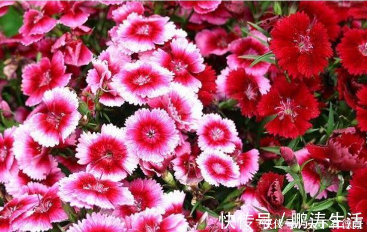 耳朵花|3种花是爆盆“能手”,开起花来“拦”不住,被称为开花机器