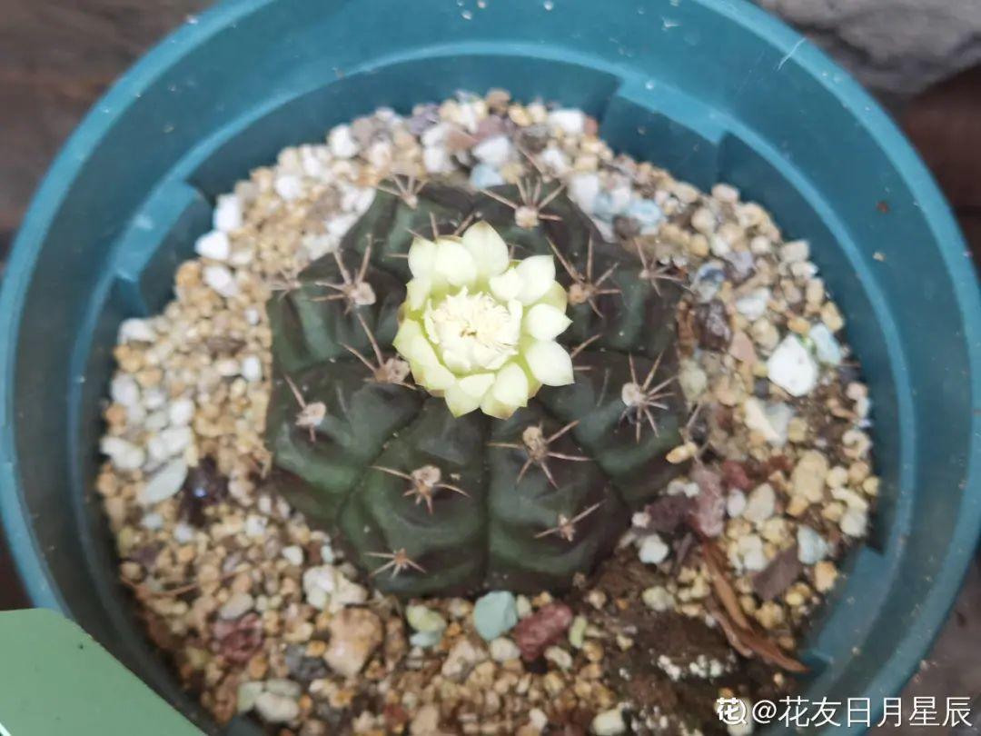 虐着养的花,剪成秃子,半月不浇水,呼呼开花