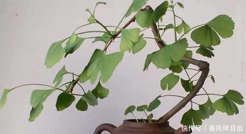 秋天的银杏美到窒息,快来学习如何养在家里