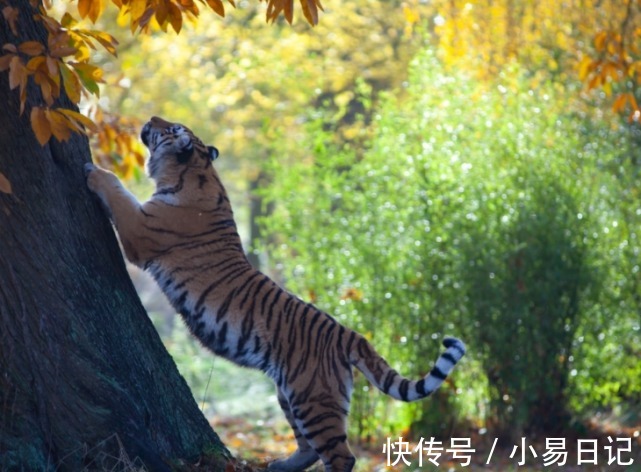 求财|从元旦开始，运势开门红，求财遇贵人，生活越来越兴隆的3生肖！