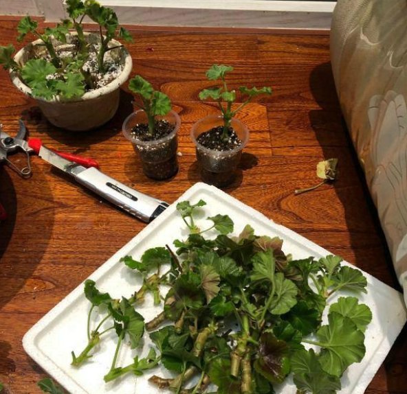 天竺葵|养老天竺葵,记住一个“九球队”,将阳台和解2年,邻居都很垂涎欲滴