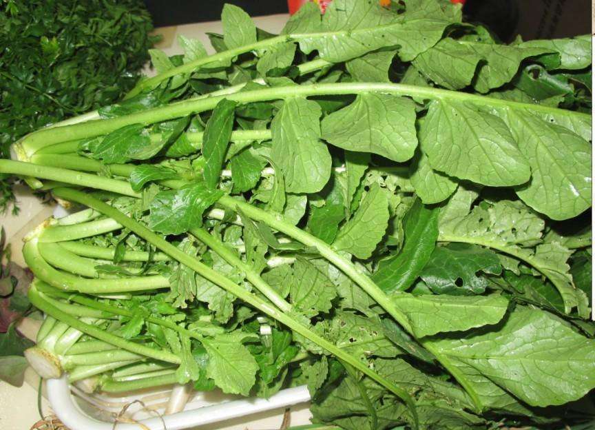 凉拌萝卜缨|含钙量极高的一种蔬菜,很多人傻傻不知,都是只吃根不吃叶