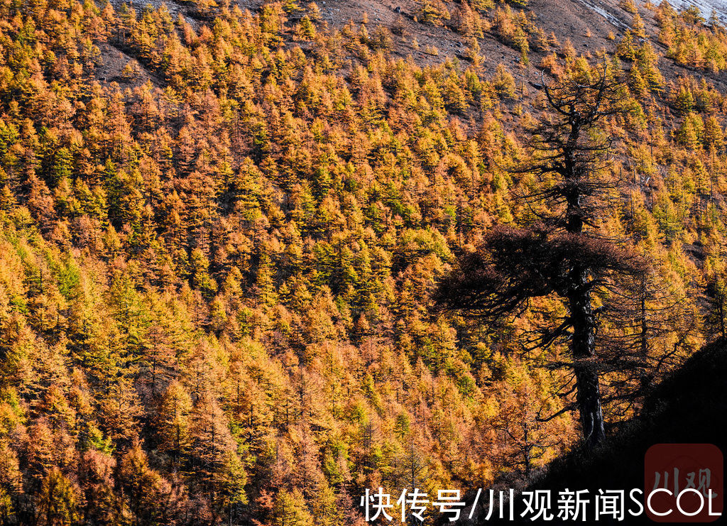 秋色|视频｜延时镜头下的亚丁秋景，每一帧都是绝美油画