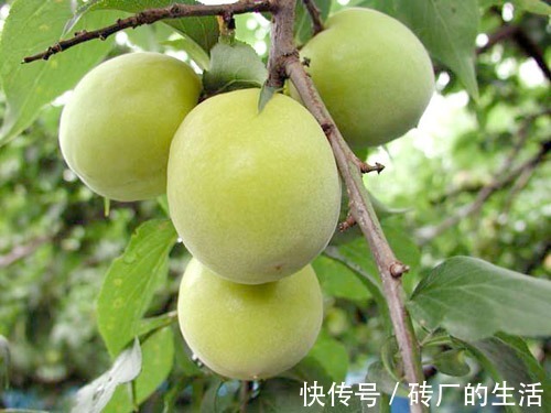 面膜|聪明的女人从不买面膜，每晚吃两个，脸色红润，让身体越来越年轻