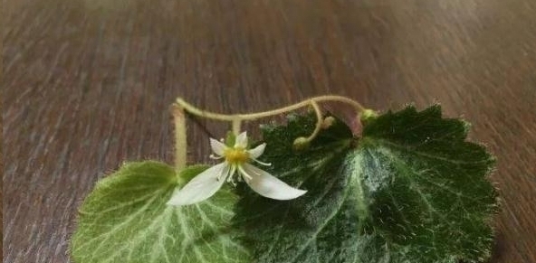 手艺&日本女网友凭借折纸裁剪手艺,将花草变成治愈人心的作品走红网络