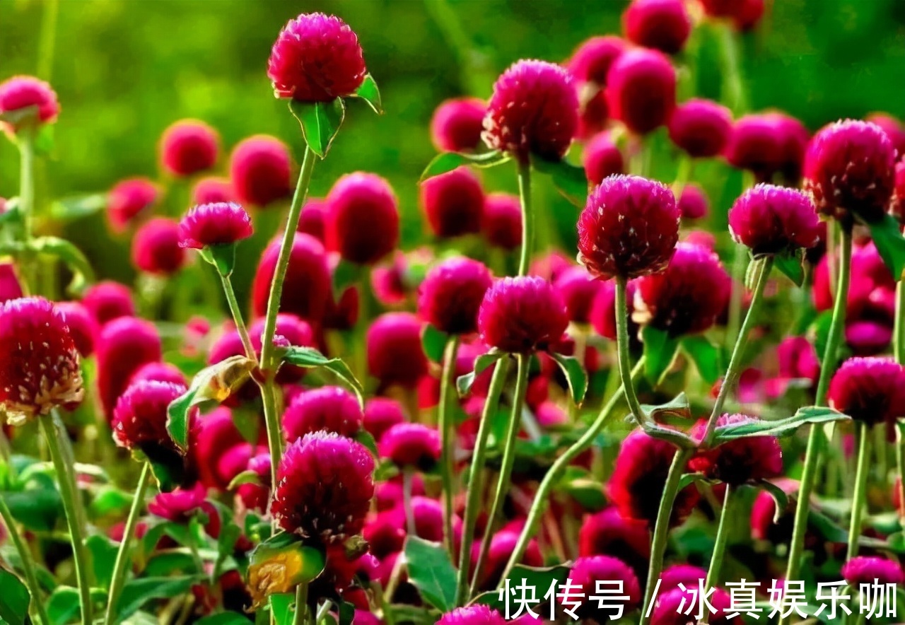 年宵花|5种“红火花”，养在家里红红火火，鸿运当头，好看又吉利