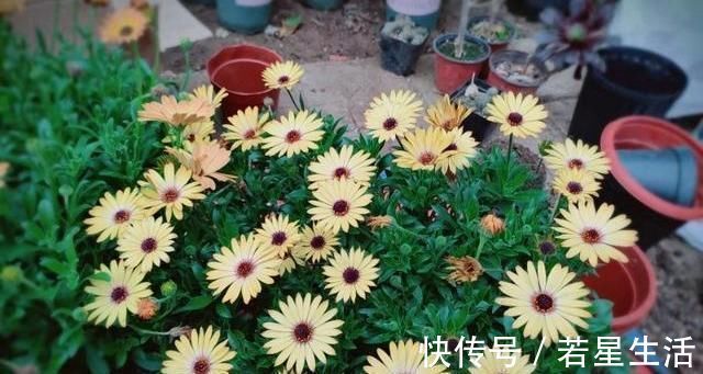 养花不会浇水，教你3个判断方法，养啥花都适用，再也不怕浇错水