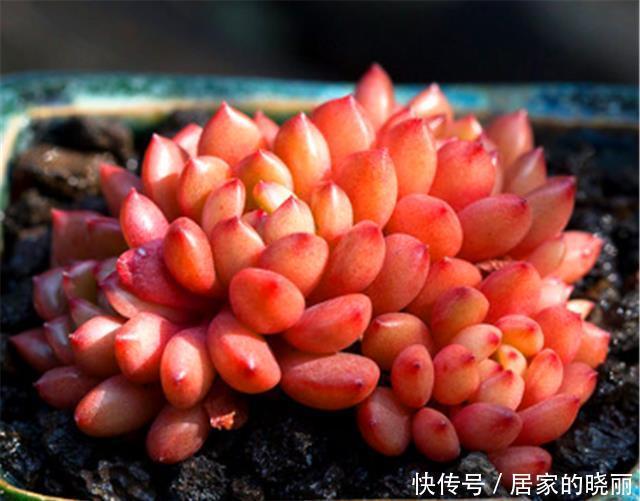 12月多肉红宝石就开始褪色,只因做错1件事,学会了鲜红明亮