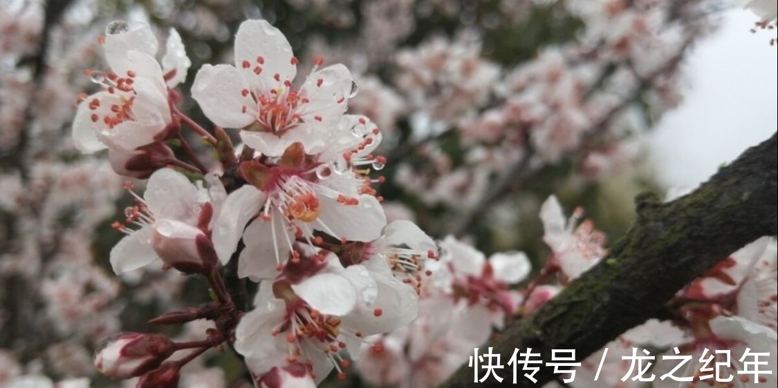 苕溪!杏花消息雨声中。陈与义备受宋高宗激赏的一首诗,读来心生安暖