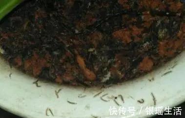 养花30年老花匠的5个“小秘方”赶紧学起来再也不怕养花出问题了