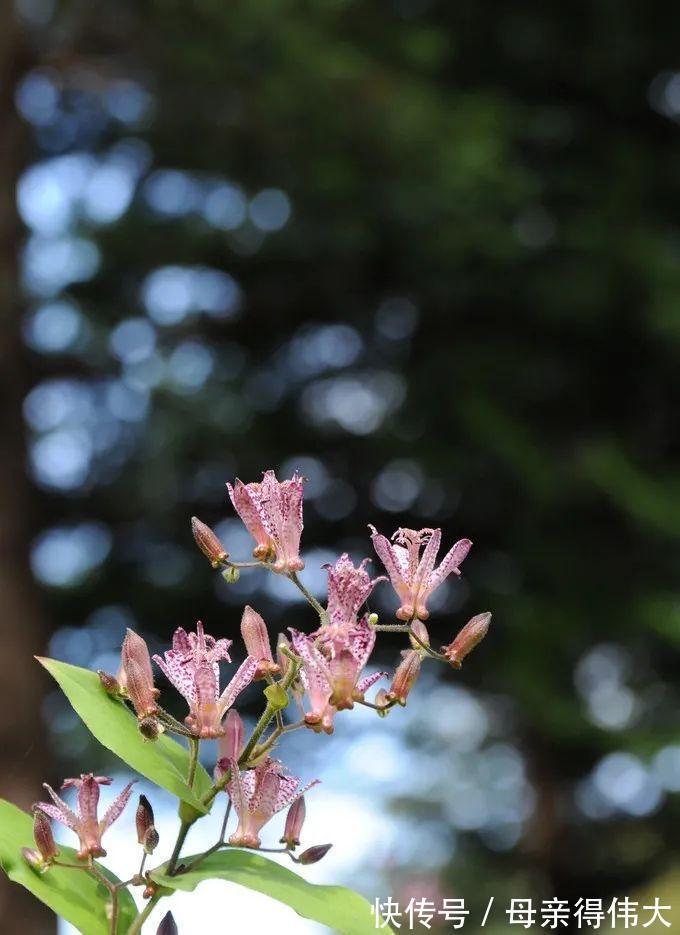 行走在兰花出没的山间峡谷,深度分析兰花的原生环境!