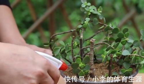 金枝玉叶的扦插手法,不仅生根很快,而且成活率也很高