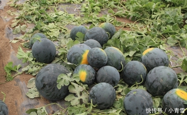 曾经风靡一时的“黑皮西瓜”,为何现在很少见了?原因让人意外