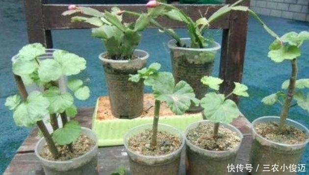 天竺葵扦插繁殖, 一盆变多盆, 夏天长爆盆!