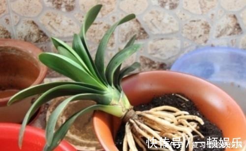 花朵|什么淘米水、黄豆水,都不如1勺粉末,用来养花,花开爆盆!