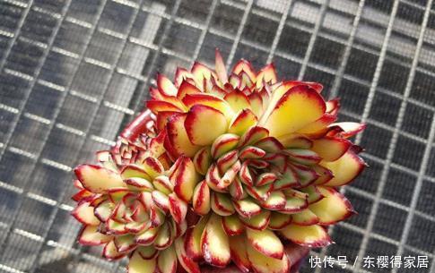 多肉植物|这“三多肉”颜值高，色彩斑斓惹人爱，特爱爆崽长势旺，值得拥有
