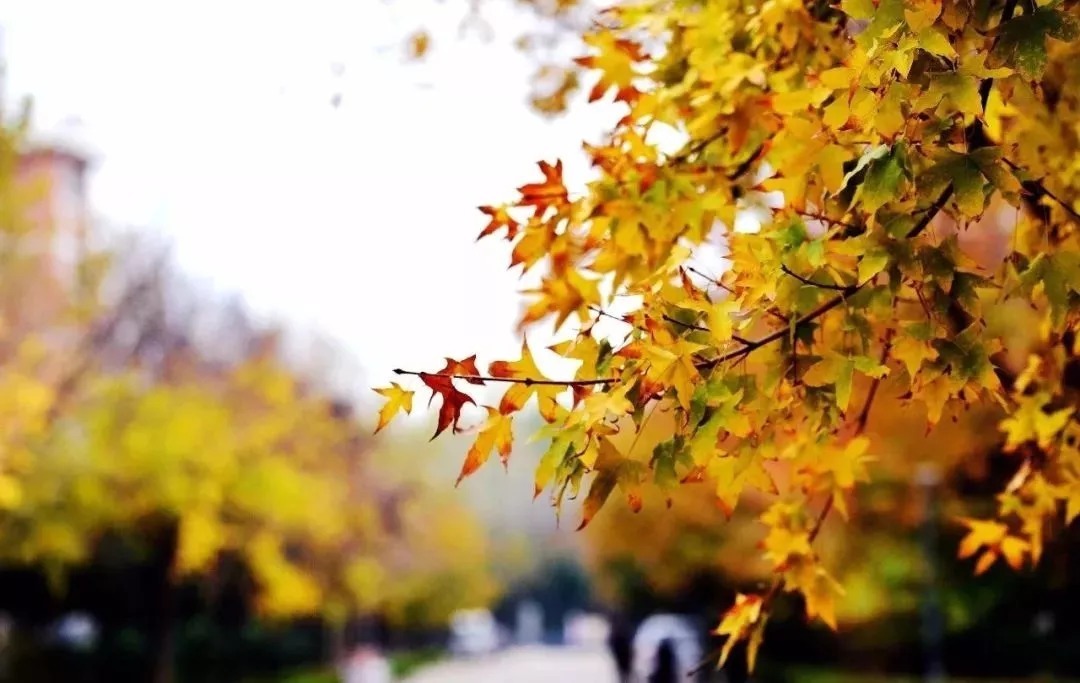 世一堂糖肽：人间最美，是清秋