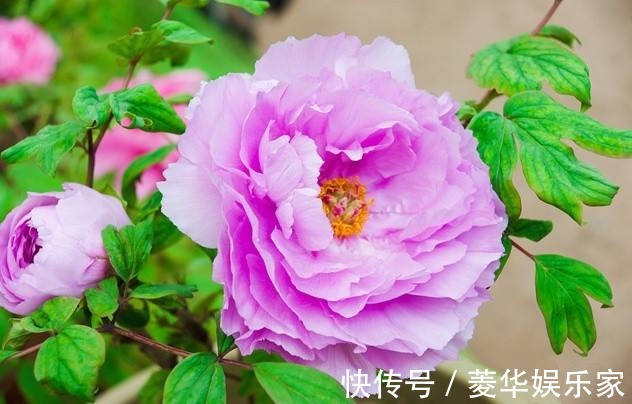 10种罕见的黑色花，都说很高贵，我怎么觉得诡异